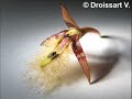 Bulbophyllum with hairy lips from Cameroon