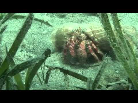 youtube-img