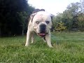 Numb Skull the Alapaha Bulldog in the UK