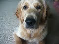 Cooper\