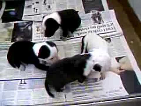 Danae and the pups time to sleep