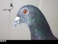 Palomas, colombófilo, colombofilia, colombodromo, derby, oneloftrace, pichones, aves, pajaros, veterinaria, todopalomas, todopalomas.com, duiven, Duiven, postduiven, Postduiven, Ledesma, Barcelona, duivensport, Duivensport, duivenliefhebber, Duivenliefhebber, duivenliefhebbers, Duivenliefhebbers...