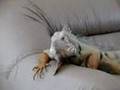 Iguana on couch