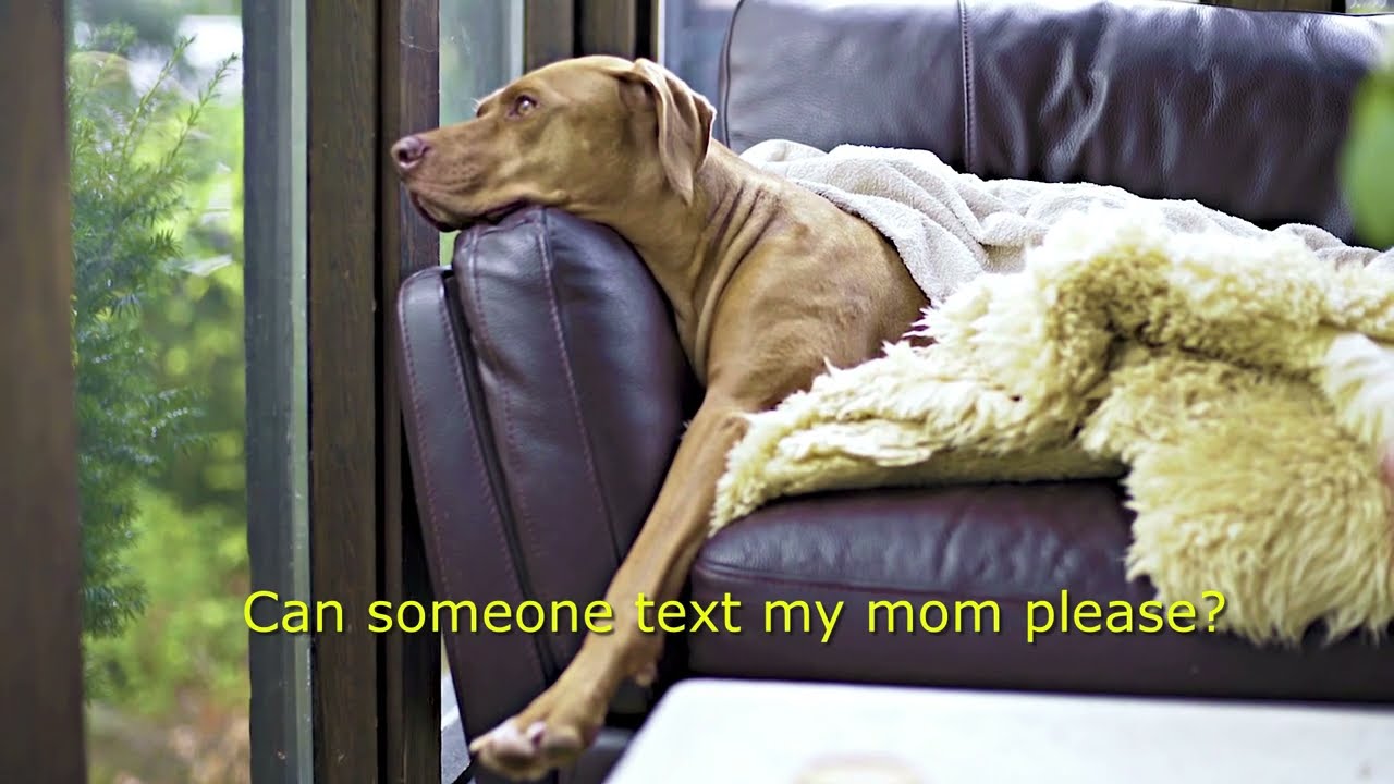 Delray Beach Dog Walks