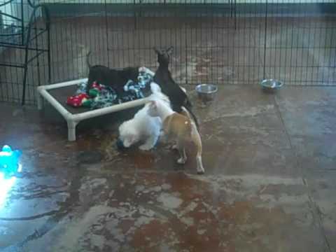 sfspca - Who doesn't love some adorable puppy playtime? Here's four cuties available at The San Francisco SPCA as of 9-1-09. Be sure to call first (415) 522-3500 or c...
