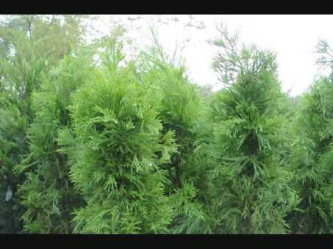 how to transplant gunnera