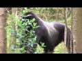 Rwanda’s Mountain Gorillas Making Comeback 