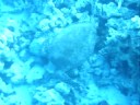 Scuba Diving with turtles in the Red Sea