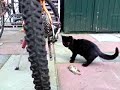 stoute kat stoute kat