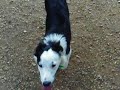 Border Collies for sale