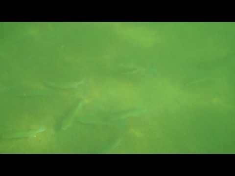 Marine Life on Multi-Purpose Reef in Southern India