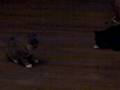 videos de Zippy vs. Jude