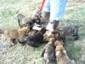 Logan Haus Kennels Arko puppies at 7 weeks