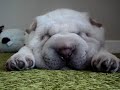 The snoring dog video