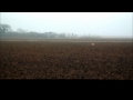 hare coursing - Obee's elma