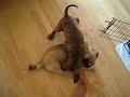 Cane Corso vs. Mops(multum in parvo)