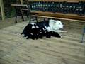 videos de ZURI Y LOS PEQUEÑOS (BORDER COLLIE)