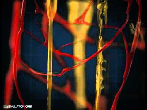 how to help kidneys function better