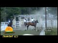 lerdo de tejada veracruz   tercia carreras de caballos