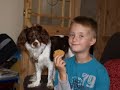 my dog patch 