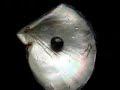 Asli Musalman & Jihad Ka Peghan By Maulana Muhammad Masood Azhar