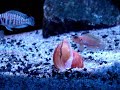 Tanganyika de Libra - Lamprologus Ocellatus Gold