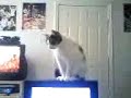 kitn on the monitor