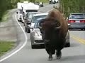 Buffalo Traffic Jam