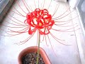 Photos of my flowers