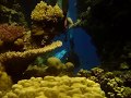 Red Sea Liveaboard featuring Underwater ScooterGirl Amey