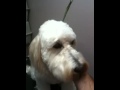 Grooming @Seiler Animal Hospital