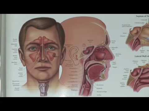 how to help runny nose