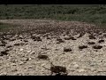 Mormon cricket migratory band