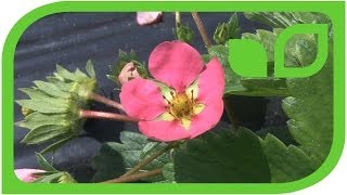 Lubera is breeding rose blooming strawberry
