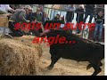 Aigues vives élection de la plus belle rouste