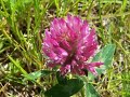 Wild Flowers on the Allotment