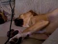 Puggle Boots Sleep Barking 1 Puggle Boots Sleep Barking 1