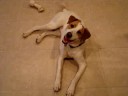Dead Dog