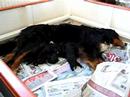 irma bernese mountain dog - puppies 24 hours old