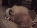 Kitten sleeping after a good dish