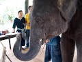 Paya the Elephant painting Corporate Commission Paya the Elephant painting Corporate Commission