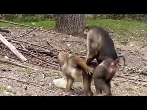 Swinger paar naked