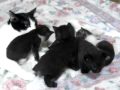 子猫４兄弟！その２♪「だから」♪♪♪