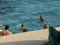 Tuffi olimpici Vincy e Fil Tuffi olimpici Vincy e Fil