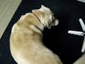 XX Guitars Guard Dog XX Guitars Guard Dog