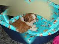 Belinha Lhasa Apso