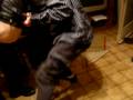 videos de premier de l'an 2009 202