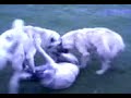 Sivas Kangal Kocakurt Köyü Kangal Köpekleri kurt bo?u? kavga Sivas Kangal Kocakurt Köyü Kangal Köpekleri kurt bo?u? kavga