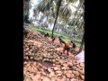 ALL GREEN AGRI EXPORTS.wmv