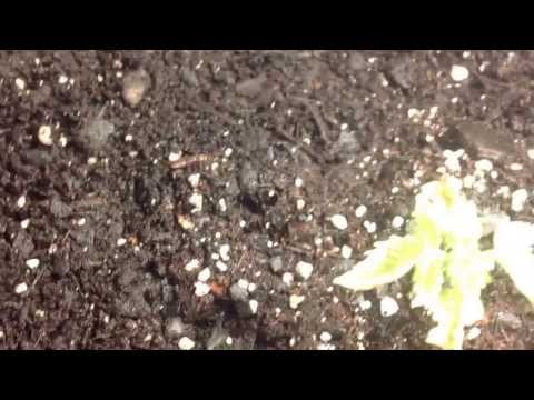how to transplant autoflower